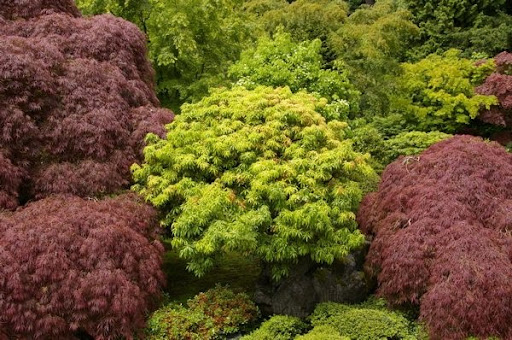 The Grackle: gardens: Scenes from Portland's Japanese Gardens